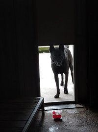 Courettes extérieures des Chiens
